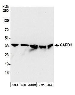 GAPDH Antibody, Novus Biologicals 0.1 mL | Buy Online | Novus Biologicals | Fisher Scientific